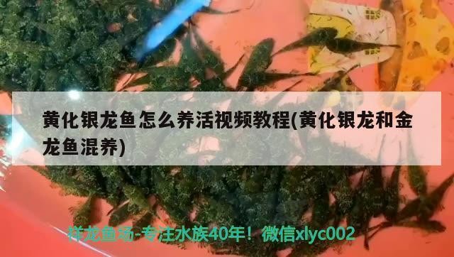 黃化銀龍魚(yú)怎么養(yǎng)活視頻教程(黃化銀龍和金龍魚(yú)混養(yǎng))