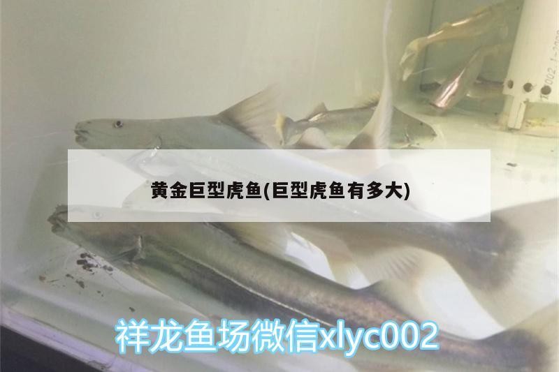 黃金巨型虎魚(巨型虎魚有多大)