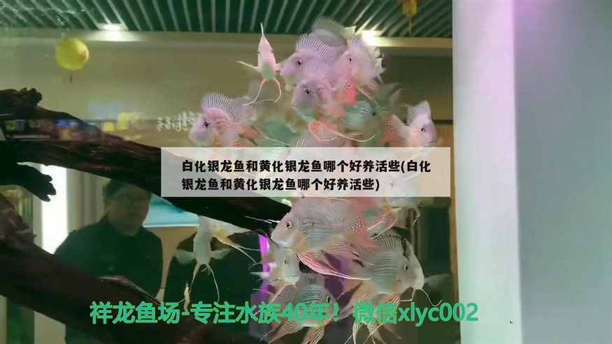 白化銀龍魚和黃化銀龍魚哪個(gè)好養(yǎng)活些(白化銀龍魚和黃化銀龍魚哪個(gè)好養(yǎng)活些)