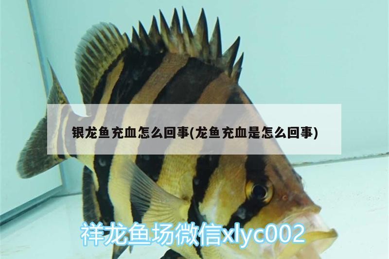 銀龍魚充血怎么回事(龍魚充血是怎么回事)