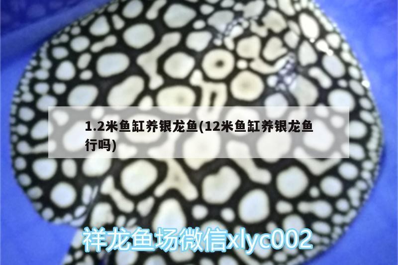 1.2米魚缸養銀龍魚(12米魚缸養銀龍魚行嗎)