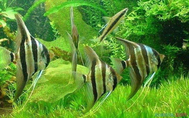紅龍魚趴缸怎么辦視頻講解大全（紅龍魚趴缸怎么辦視頻講解大全圖片）