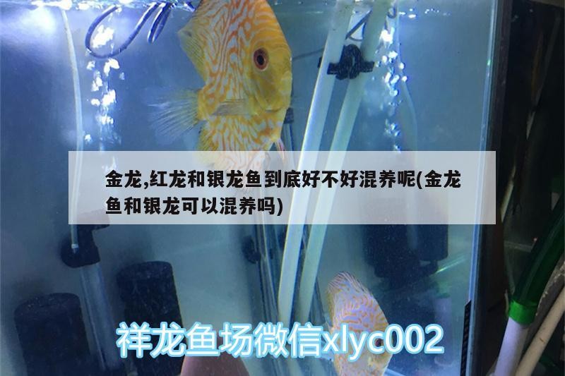 金龍,紅龍和銀龍魚到底好不好混養(yǎng)呢(金龍魚和銀龍可以混養(yǎng)嗎)