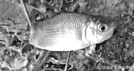 紅龍魚顏色發黃什么原因（紅龍魚顏色發黃什么原因造成的）