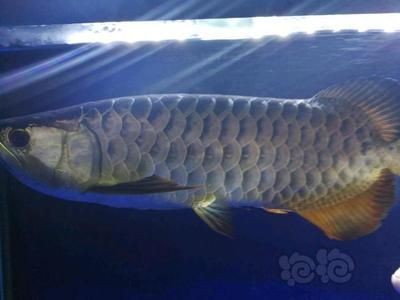 50公分龍魚 50公分龍魚 龍魚百科 第1張