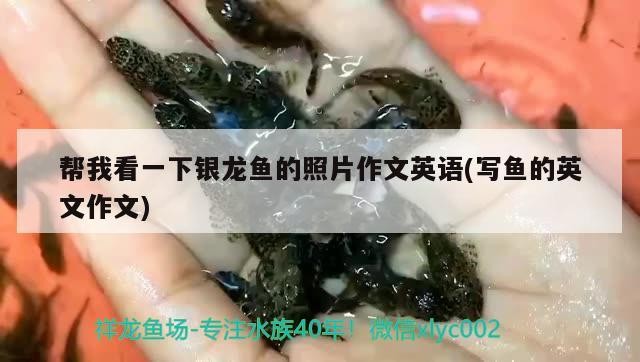 幫我看一下銀龍魚的照片作文英語(寫魚的英文作文)