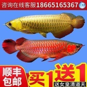 龍魚身上長黑毛