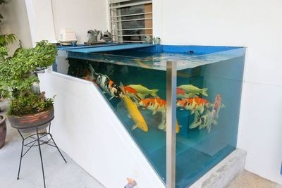 1.7米魚缸養幾條錦鯉