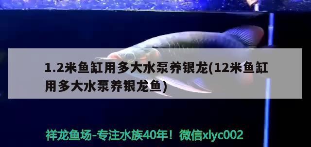 1.2米魚(yú)缸用多大水泵養(yǎng)銀龍(12米魚(yú)缸用多大水泵養(yǎng)銀龍魚(yú))