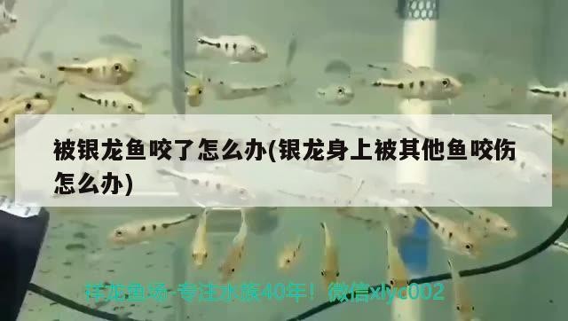 被銀龍魚咬了怎么辦(銀龍身上被其他魚咬傷怎么辦)
