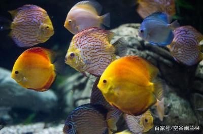 大型魚缸怎么養(yǎng)魚：關(guān)于大型魚缸養(yǎng)魚的建議和注意事項(xiàng)