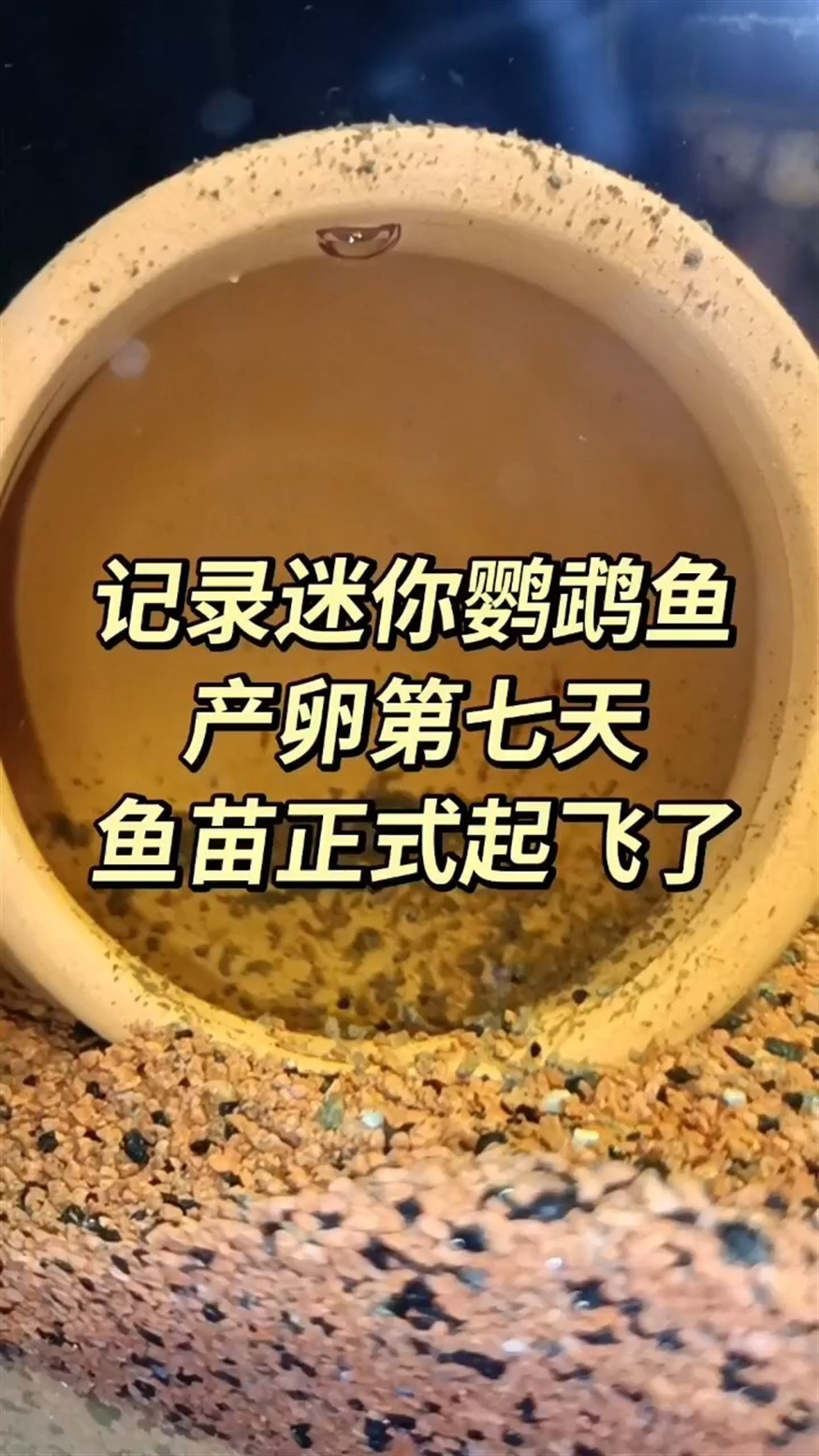 魚缸過濾器選購指南:自制魚缸過濾器魚缸上置過濾器對于養魚愛好者的必備知識 迷你鸚鵡魚產卵第七天,起飛了 龍魚論壇 迷你鸚鵡魚產卵第七天,起飛了 迷你鸚鵡魚產卵第七天,起飛了 龍魚論壇