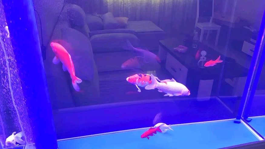 龍魚(yú)殺蟲(chóng)什么藥最好