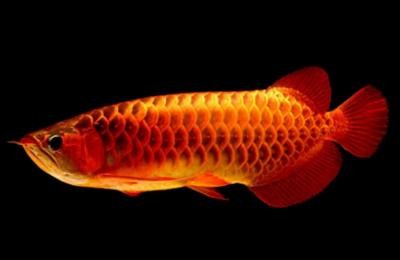 夢(mèng)見紅龍魚:紅龍魚是啥時(shí)季節(jié)的