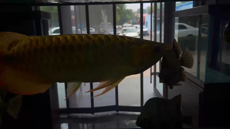 還是那個(gè)打炮龍