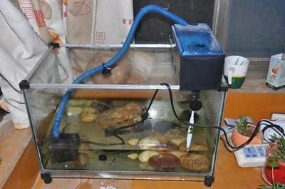 養龍魚怎么清洗魚缸內部污垢
