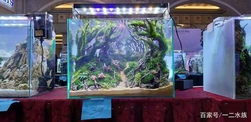 創意魚缸制作：創意魚缸的制作方法
