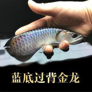 紅龍魚市場價多少錢一斤啊圖片及價格（紅龍魚市場價多少錢一斤啊圖片及價格表）