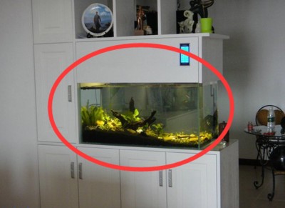 昆明市盤龍區(qū)魚趣水族館（昆明市盤龍區(qū)魚趣水族館地址）