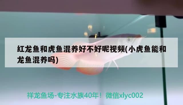 紅龍魚和虎魚混養好不好呢視頻(小虎魚能和龍魚混養嗎) 紅龍魚和虎魚混養好不好呢視頻(小虎魚能和龍魚混養嗎) 虎魚百科