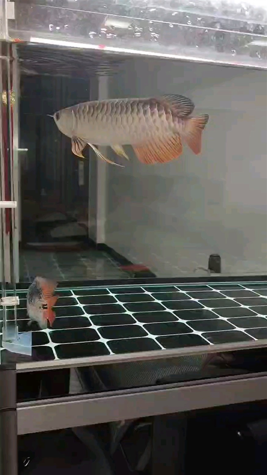 日常的記錄。養魚人的日常
