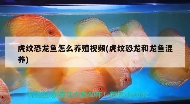 跟銀龍魚長得差不多的魚叫什么(和銀龍差不多的魚叫什么)