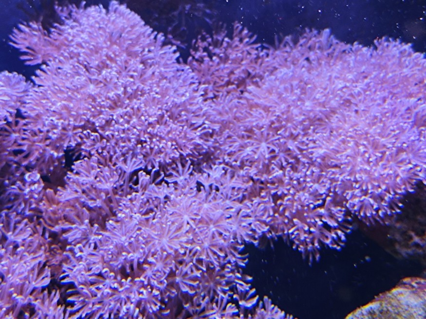 求救，魚(yú)缸被閃千手和紐扣鋪滿了