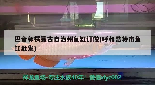 觀賞魚虎魚觀賞魚虎魚價格——品味美麗水族世界的絕佳選擇，觀賞魚虎魚價格——品味美麗水族世界
