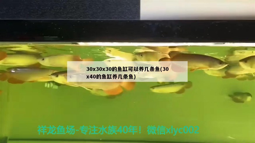 30x30x30的魚缸可以養幾條魚(30x40的魚缸養幾條魚)
