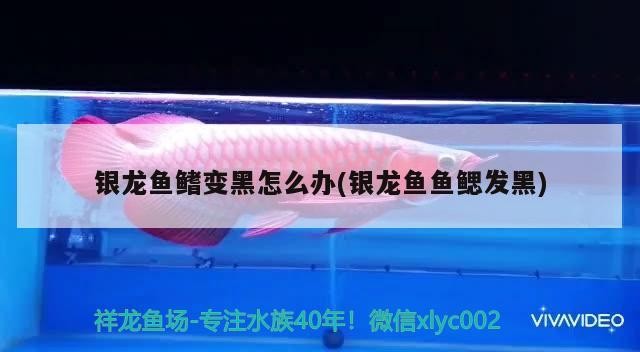 銀龍魚鰭變黑怎么辦(銀龍魚魚鰓發(fā)黑)