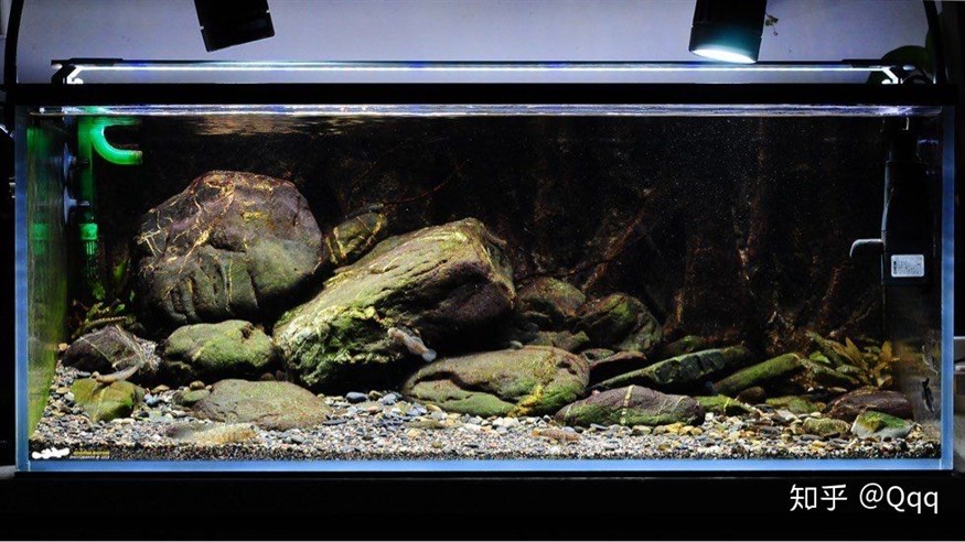 1.2米的魚缸養幾條銀龍：1.2米的魚缸養幾條銀龍魚
