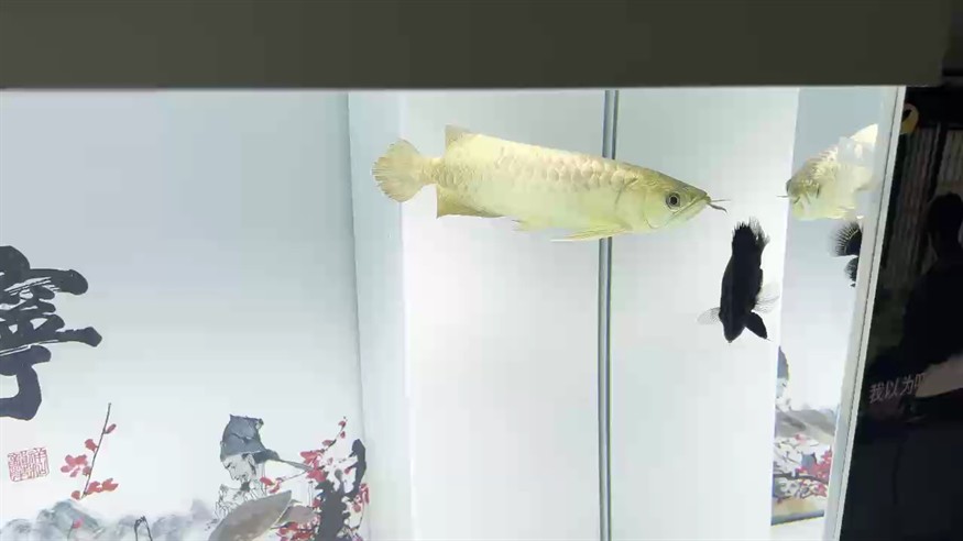 幫我看看魚