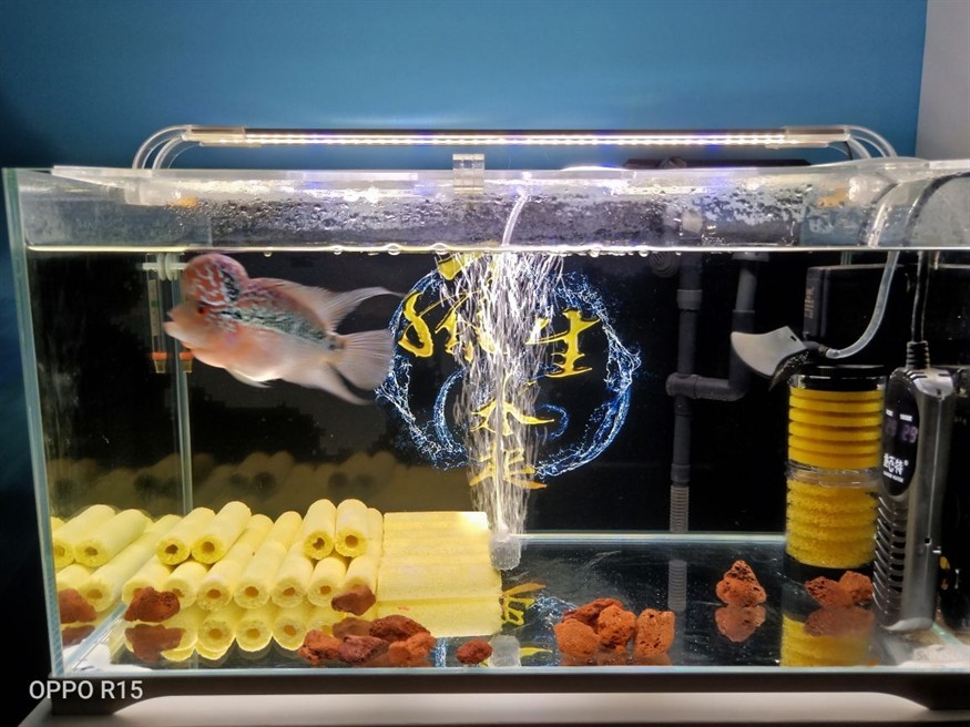 龍魚怎么喂好養(yǎng)活一點(diǎn)