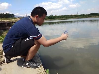 大薸放魚缸里可以嗎：辦公室養魚的好處與注意事項