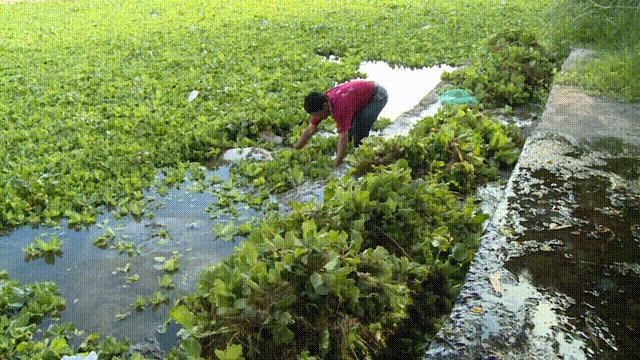 大薸放魚缸里可以嗎：辦公室養魚的好處與注意事項