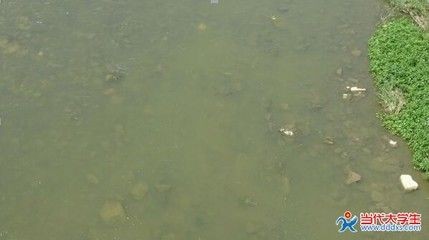大薸放魚缸里可以嗎：辦公室養魚的好處與注意事項