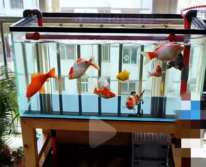 請問這幾條什么魚？