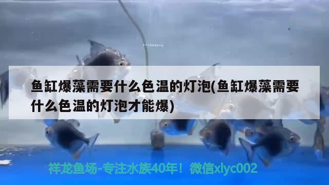 虎魚養幾年長大，金龍魚能張多長