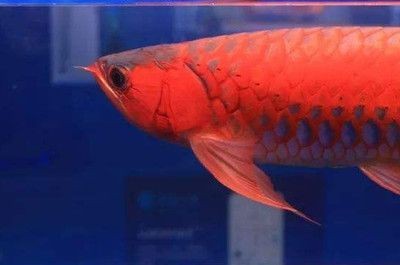 龍魚進食時間多久