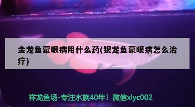 金龍魚蒙眼病用什么藥(銀龍魚蒙眼病怎么治療)