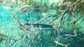 龍魚在水底不愿意游動