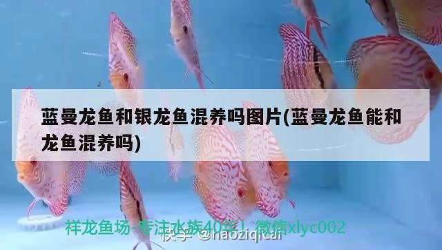 藍曼龍魚和銀龍魚混養(yǎng)嗎圖片(藍曼龍魚能和龍魚混養(yǎng)嗎)