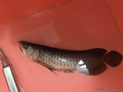 龍魚很活躍但不吃是什么問題呢