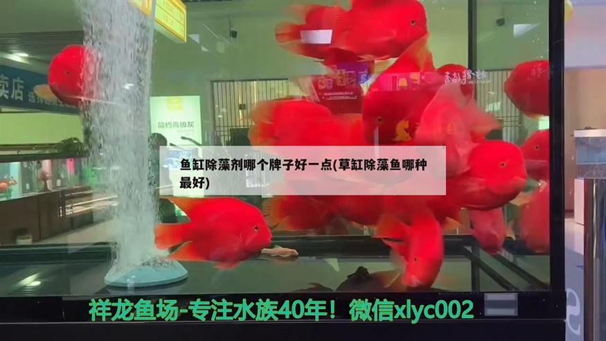 魚缸除藻劑哪個牌子好一點(草缸除藻魚哪種最好)