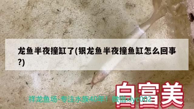 魚缸過濾器選購指南:自制魚缸過濾器魚缸上置過濾器對于養魚愛好者的必備知識 龍魚半夜撞缸了(銀龍魚半夜撞魚缸怎么回事?) 銀龍魚百科 龍魚半夜撞缸了(銀龍魚半夜撞魚缸怎么回事?) 龍魚半夜撞缸了(銀龍魚半夜撞魚缸怎么回事?) 銀龍魚百科