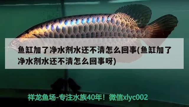 魚缸加了凈水劑水還不清怎么回事(魚缸加了凈水劑水還不清怎么回事呀)