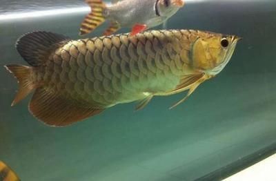 金龍魚幼魚怎么挑選品種