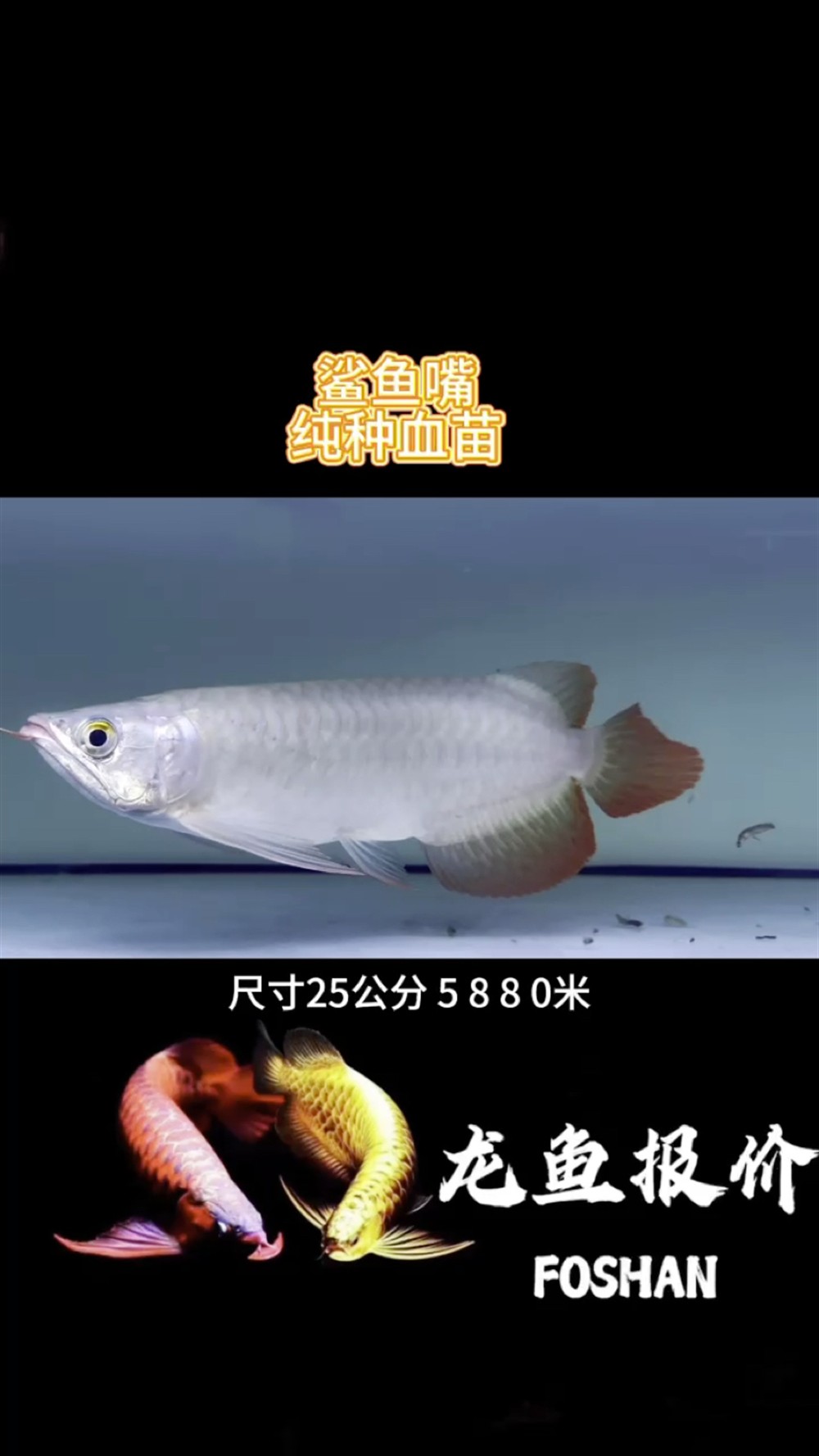 觀賞魚鯊魚嘴小紅龍