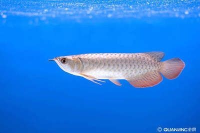 給我一些關于安遠龍魚的信息，安遠縣有哪些知名的龍魚養殖戶？