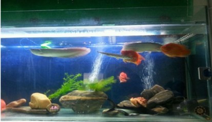黃化銀龍和金龍魚混養